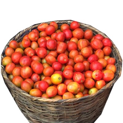 Big basket of tomatoe