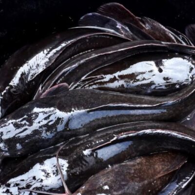 Catfish sales sellomarket