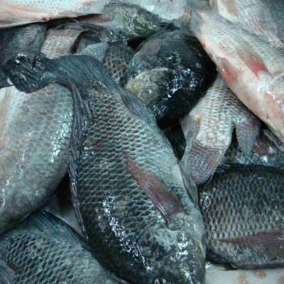 fresh tilapia-fish sellomarket