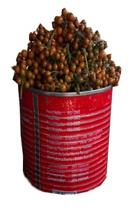 Uziza seed