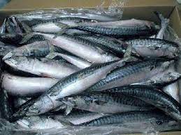 10kg Titus fish